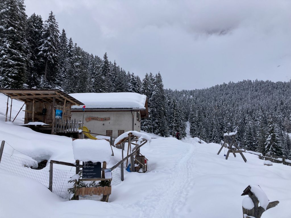 Malga Dusler, sullo sfondo abeti innevati